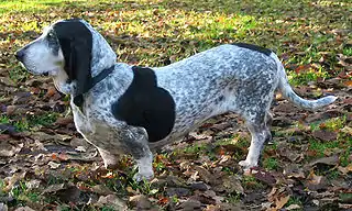 Basset azul de Gascuña