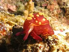 Variación de coloración de B. martensi
