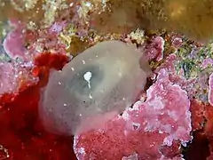 Berthella stellata