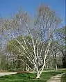 Abedul de los Himalayas (Betula utilis)