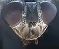 Mosca grande, zumbadora, cabeza.