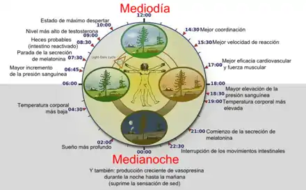 Diagrama del reloj biológico circadiano en humanos