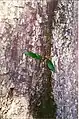 Corteza de booyong negro con un helecho epifito Platycerium