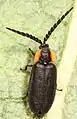 Lucidota atra