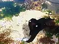 Una liebre marina en Póvoa de Varzim, Portugal.