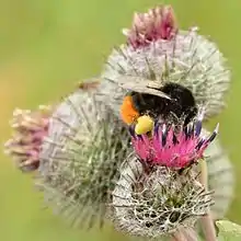 Arctium tomentosum