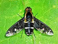 Hemipenthes maura
