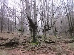 Hayedo en la subida al Adarra