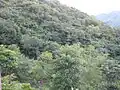 Bosque semiselvático a las orillas de San Juan de Cinco Pinos.