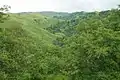 Bosques de Alisos en las estribaciones de Singuil.