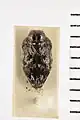 Brachys floccosus‎