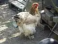 Gallina manchada ("Columbia").