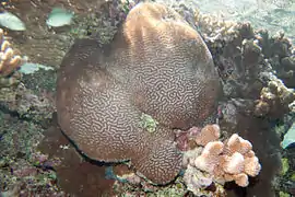 Platygyra ryukyuensis