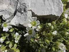 Cerastium alpinum