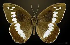 B. circe ♂ MHNT