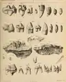 Dentición permanente, de las Cavernas Tor Bryan cerca de Torquay (ahora resguardada en el Museo Británico), las Cavernas Creswell en Derbyshire (ahora en el Museo Universitario Owen en Manchester), la Caverna Kirkdale y Wookey Hole (ahora en el Museo Oxford).