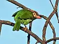 En  Bharatpur, Rajasthan, India.