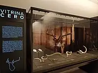 Dama celiae, cérvido extinto. Madrid.