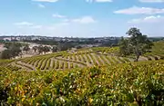 Viñedo australiano