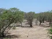 Prosopis juliflora, una especie invasora en la caatinga