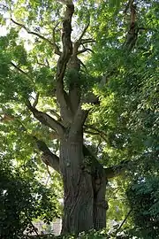 Sophora japonica