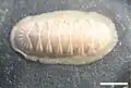 Callistochiton