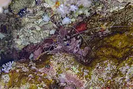 Stenopus hispidus in a crevice.