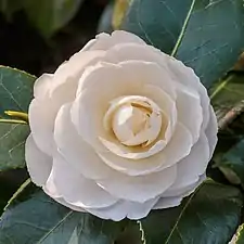 Una flor blanca con muchos pétalos formando un círculo.