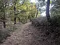 Camino viejo de San Roque en Valdavido
