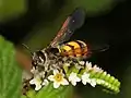 D. trifasciata trifasciata ♀ en Florida.