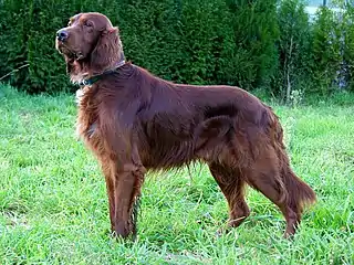 Setter irlandés