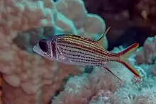 Neoniphon sammara