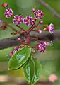 Inflorescencia y frutos de A. carambola
