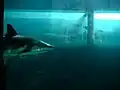 Tiburón gris en el complejo de Atlantis.