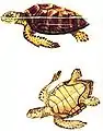 Dibujo de tortuga boba
