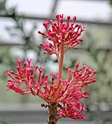Carica parviflora