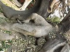 "Árbol de la mujer" en el patio de la casa.