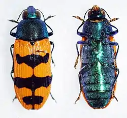 Castiarina crenata