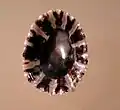 basal view