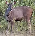 Rusa unicolor un sambar.