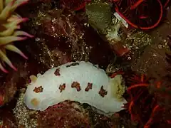 Aphelodoris sp 3
