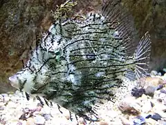 Chaetodermis penicilligerus