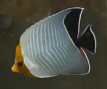 Chaetodon larvatus