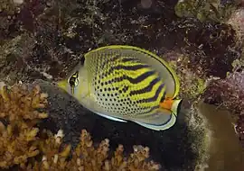 Chaetodon pelewensis