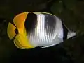 Chaetodon ulietensis