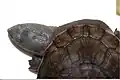 Chelodina oblonga head top view