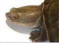 Chelodina oblonga head detail