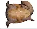 Chelodina oblonga plastral view