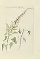 Ilustración de la especie (bajo el sinónimo Chenopodium foliosum The Gordon African Collection Plants, Robert Jacob Gordon, 1778.