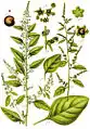 Ilustración de la especie (bajo su basónimo Chenopodium polyspermum) en Deutschlands Flora in Abbildungen nach der Natur mit Beschreibungen, Jacob Georg Sturm, Núremberg, 1796.